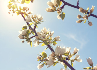 floral background sunshine blossom of apple tree