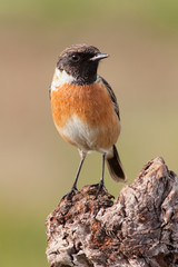 Beautiful wild bird perched on a branch in nature