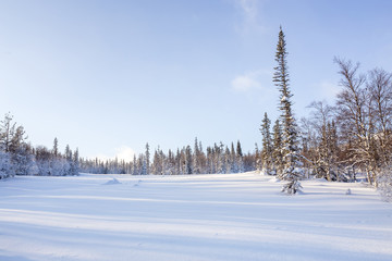 Panorama of the winter forest glade