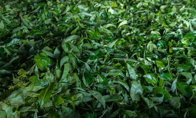 Fresh green tea