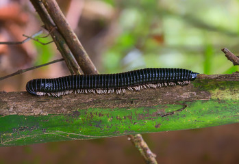 jungle centipede