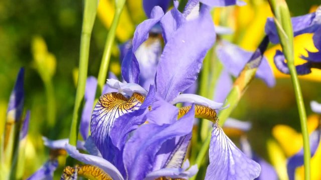 Field with iris flowers