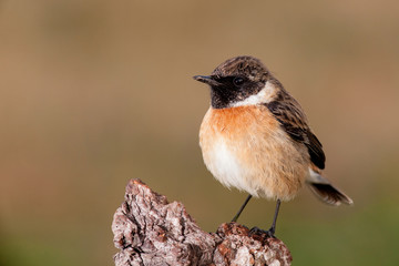 Beautiful wild bird perched on a branch in nature