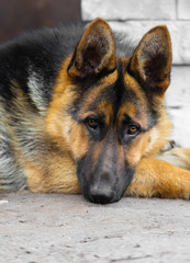 portrait German Shepherd
