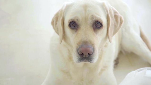 Cute golden labrador pr golden retriever lying on the floor looking at the camera with soulful eyes