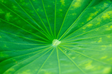 Close up Green Lotus leaf for nature textures background