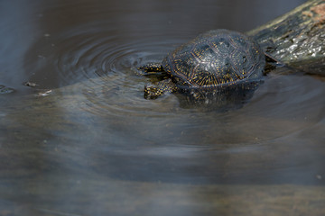 European pond turtle or Emys orbicularis