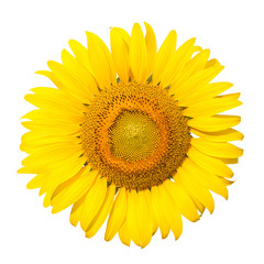 Fototapeta premium Sunflower