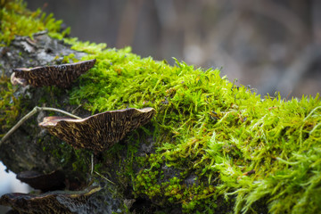 The tree covered with a moss