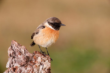 Beautiful wild bird perched on a branch in nature