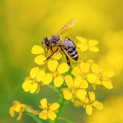 Bee