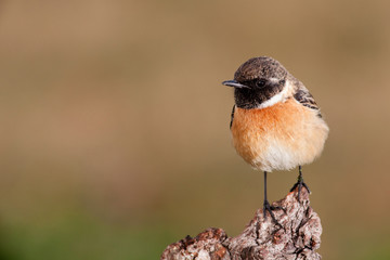 Beautiful wild bird perched on a branch in nature