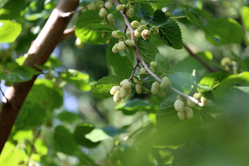 Fototapeta premium Mulberry Branch