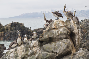 Fototapeta na wymiar Seagull group resting
