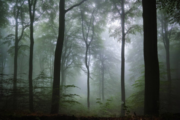 Obraz premium Buchenwald, Nebel