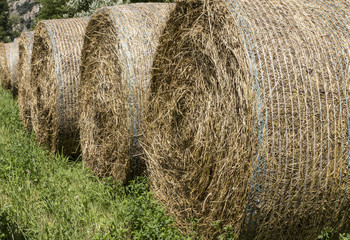 Rotoloni di Fieno