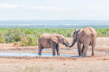 Interaction between two male African Elephants