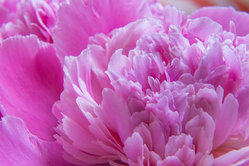 Closeup of beautiful pink peony. Nice background