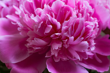 Closeup of beautiful pink peony. Nice background