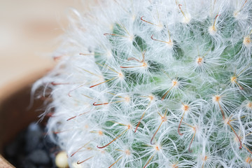 close up cactus,cactus plant in flowerpot
