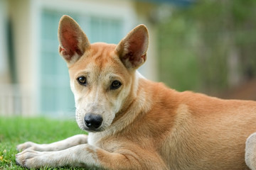 Thai dog on green grass in the garden