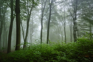 Obraz premium Laubwald, Nebel