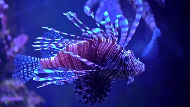 Pterois radiata in an aquarium on a blue background