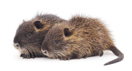 Baby nutria.