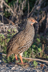 Red-necked spurfowl