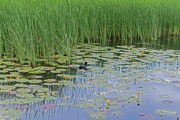 Small Black Duck swims on the Lake among Yellow Lotus Flowers