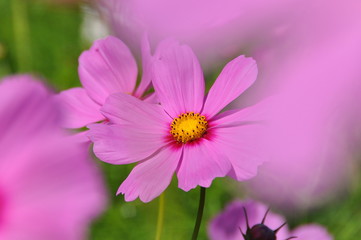 ピンク色のコスモス
