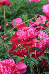 peonies in the garden © sosnytskyi