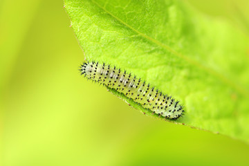 Larve einer Blattwespe