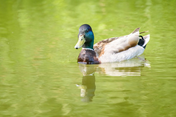 Wild Male Duck Swimming On Water