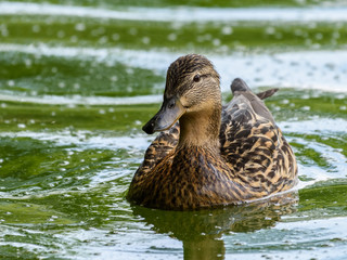 Wild Female Duck Swimming On Water