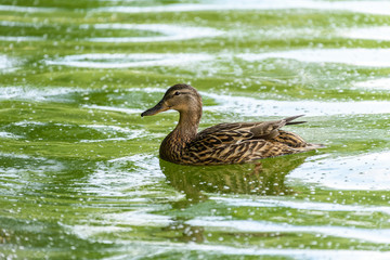 Wild Female Duck Swimming On Water