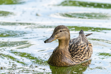 Wild Female Duck Swimming On Water