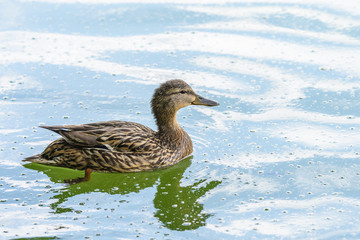 Wild Female Duck Swimming On Water