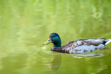 Obraz premium Wild Male Duck Swimming On Water
