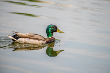 Wild Male Duck Swimming On Water