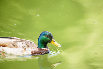 Wild Male Duck Swimming On Water