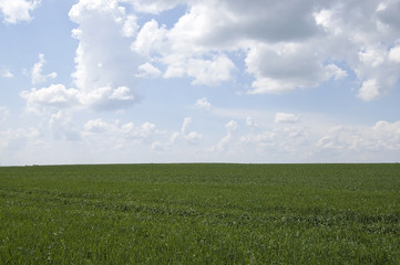 Green field and sky