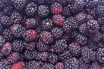 More mature raccolte nel bosco