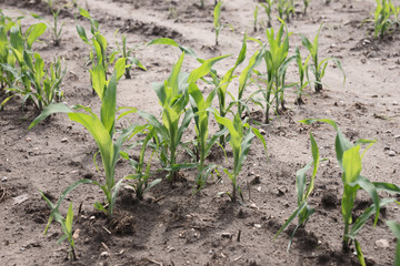 Mais junge Pflanzen