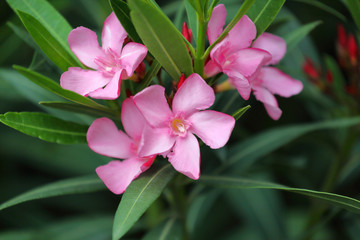 Pink oleander flowers