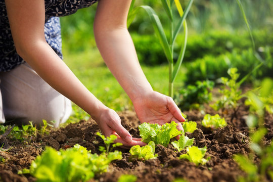 Close-up of a woman hands gardening lettuce.