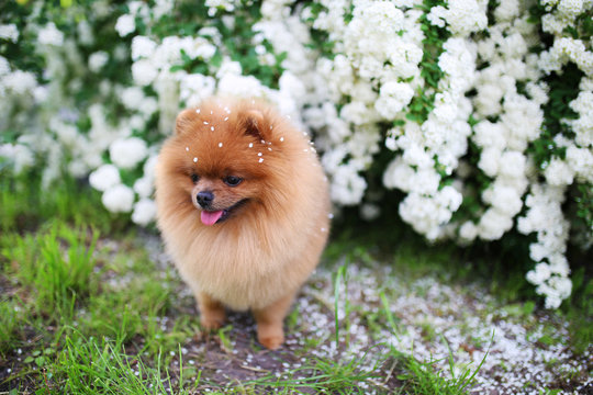 Beautiful dog. Pomeranian dog near blossoming white bush. Pomeranian dog in a park. Adorable dog. Happy dog