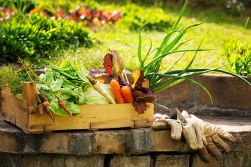 Wooden crates full of various vegetables,inside the home garden.