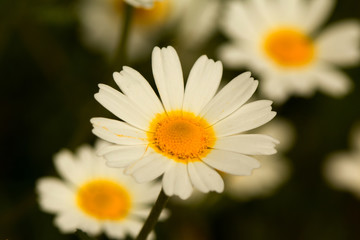 Fototapeta na wymiar Macro of wild daisies in the field