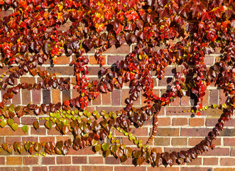 Hauswand mit Efeu im Herbst